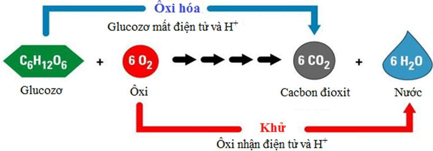 Vẽ sơ đồ quá trình hô hấp của cây Ôn tập môn Sinh học 11 VnDoc