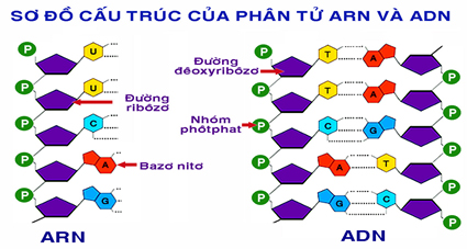Đề thi học kỳ I lớp 10 THPT chuy&ecirc;n Th&aacute;i Nguy&ecirc;n năm 2012 - 2013 m&ocirc;n Sinh học