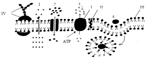 Đề thi học kỳ I lớp 10 THPT chuy&ecirc;n Th&aacute;i Nguy&ecirc;n năm 2012 - 2013 m&ocirc;n Sinh học