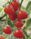 Kỹ thuật sản xuất cây giống cà chua ghép