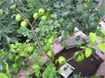 Kỹ thuật trồng và bón phân cho cây táo