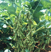 Cách trồng đậu nành rau