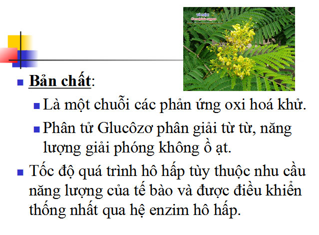 quá trình hô hấp tế bào