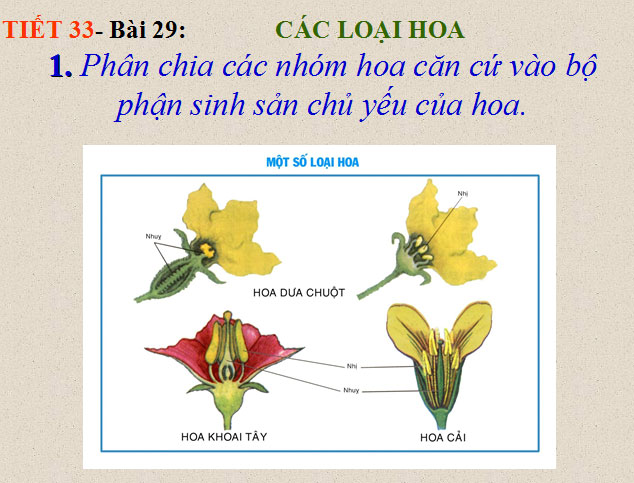 Bài giảng Sinh học 6 bài 29