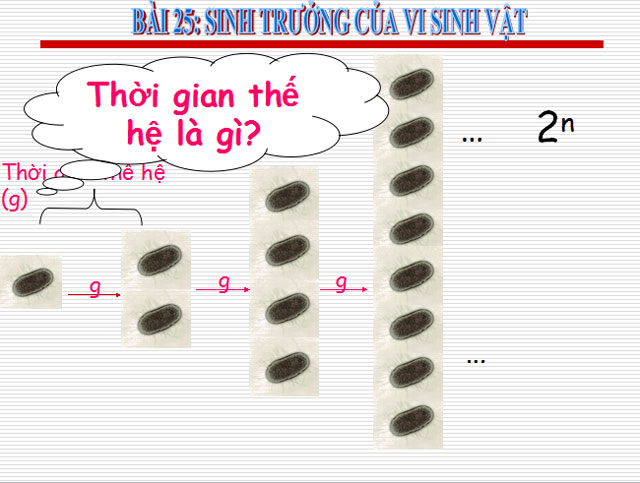 Bài giảng Sinh học 10