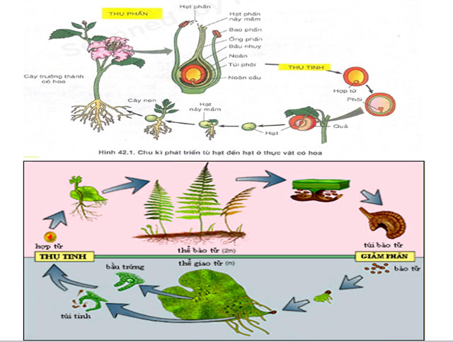 Bài giảng Phát triển ở thực vật có hoa Sinh học 11 Phát triển ở thực vật có hoa