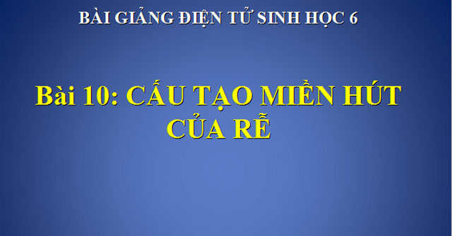  Cấu tạo miền hút của rễ