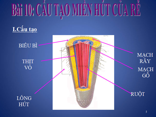 Cấu tạo miền hút của rễ Sinh học 6