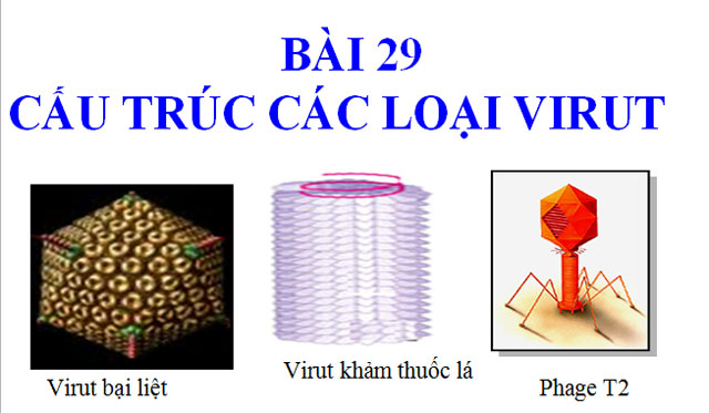  Bài 29 Sinh học 10