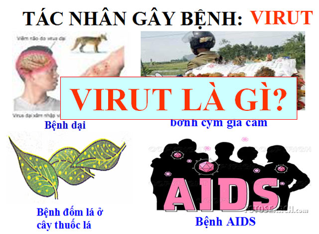 Bài giảng Sinh học 10