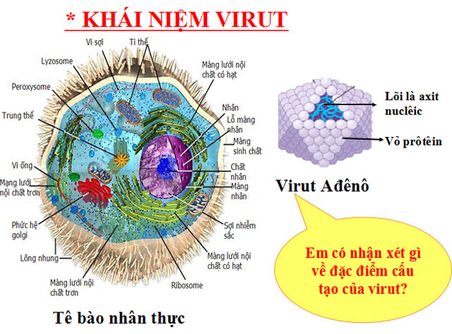 Cấu trúc các loại virut