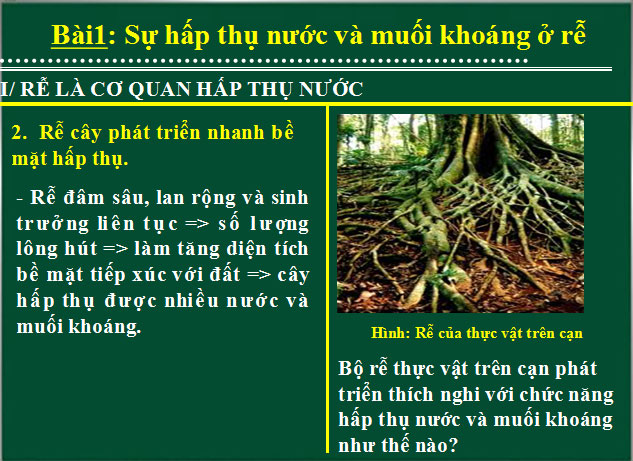 Bài giảng Sinh học 11 bài 1