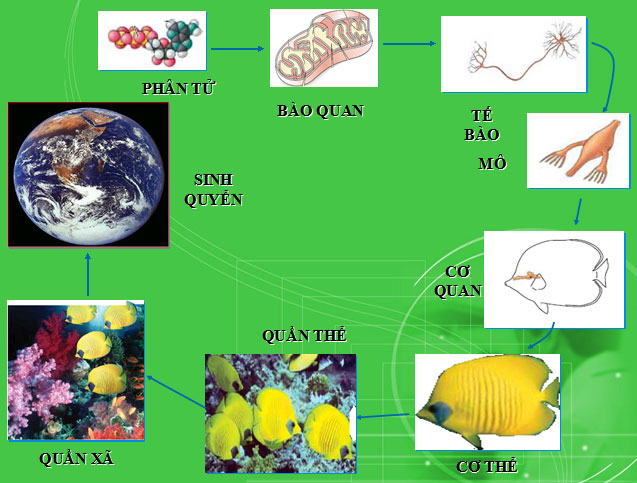 Bài giảng Sinh học 10 bài 1