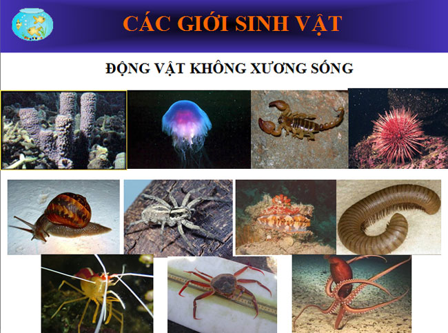 Hình ảnh minh họa