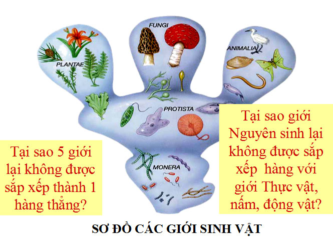 Sơ đồ các giới