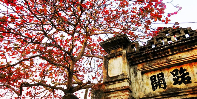 Biểu cảm về loài cây mà em yêu thích