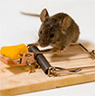 Học người Nhật cách làm bẫy chuột cực hiệu quả
