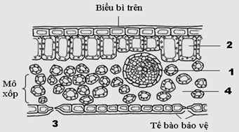 Đề thi HSG môn sinh học lớp 11