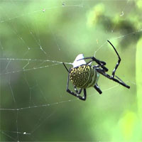 Giáo án Sinh học 7 bài Nhện và sự đa dạng của lớp hình nhện