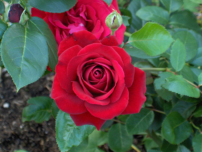 Thăm quan vườn hoa của trường Chủ đề Ngày hội của cô