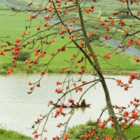 Văn mẫu lớp 9: Phân tích so sánh cảnh mùa xuân trong câu thơ cổ Trung Quốc với thơ Nguyễn Du