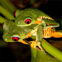 Giáo án Sinh học 7 bài Thực hành quan sát cấu tạo trong của ếch đồng trên mẫu mổ