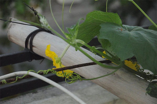 Kinh nghiệm trồng rau trên sân thượng
