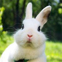Giáo án mầm non đề tài: Nặn con thỏ