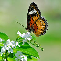 Giáo án mầm non đề tài: Chú bướm xinh