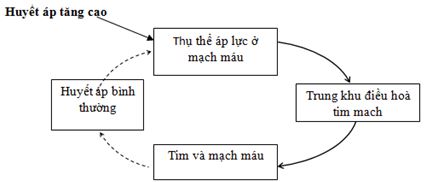 Đáp án đề thi học kỳ I môn Sinh học lớp 11