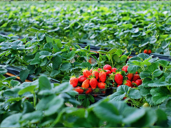 Festival Hoa Đà Lạt - Lễ hội hoa đặc sắc nhất trong năm