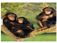 Đề thi học kỳ 1 môn tiếng Anh lớp 5 Đề kiểm tra học kỳ 1 môn tiếng Anh lớp 5