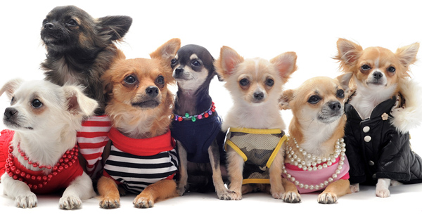 Phân biệt cách sử dụng của Group và Team