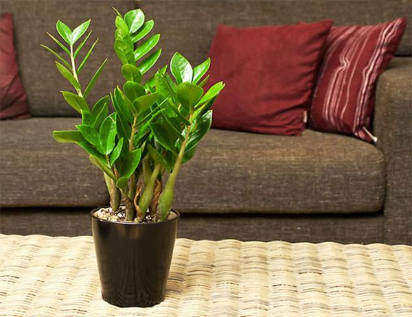 Cách chọn hoa và cây cảnh ngày Tết