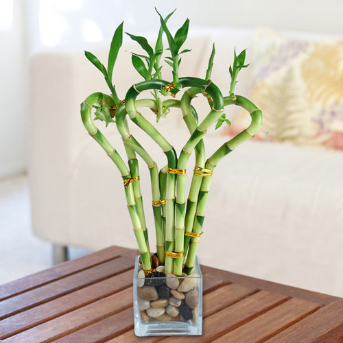Cách chọn hoa và cây cảnh ngày Tết