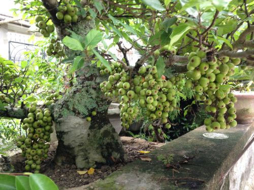 Cách chọn hoa và cây cảnh ngày Tết