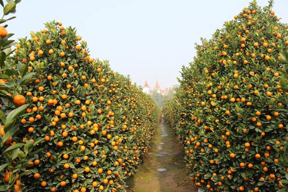 Quất cảnh trước tết