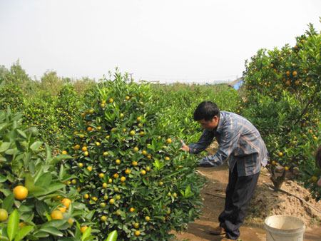 Đánh cây vào chậu