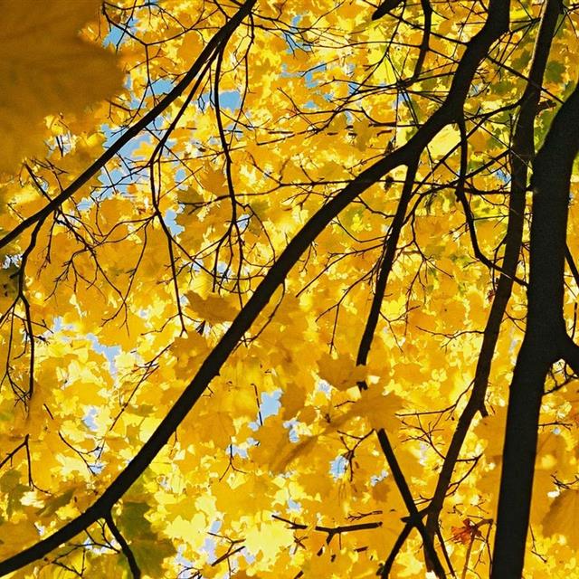 Cây phong lá vàng Cây phong lá vàng