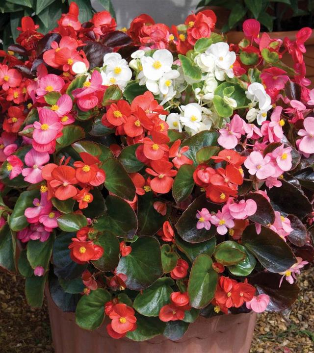 Cây thu hải đường Cây thu hải đường