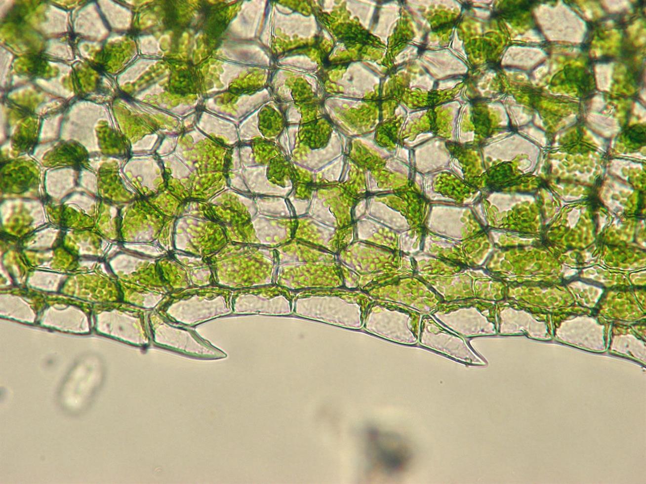 Diệp lục Diệp lục