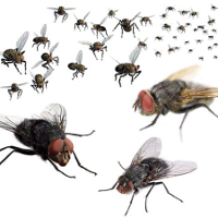 Tiêu diệt ruồi nhanh gọn, hiệu quả với các mẹo cực hay