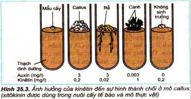 Đề kiểm tra giữa học kì 2 môn Sinh lớp 11 có đáp án