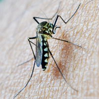 Sử dụng cây trồng quen thuộc để chống lại muỗi truyền dịch Zika