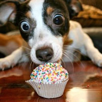 Đâu là biểu cảm của "cún cưng" khi đồ ăn bày ra trước mắt?
