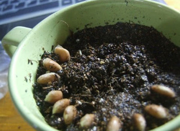 Cách trồng cây chanh bằng hạt