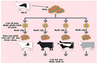 Đề thi thử THPT Quốc gia môn Sinh học năm 2016