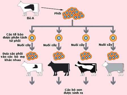 Đề thi thử THPT Quốc gia môn Sinh học năm 2016 trường THPT Nghi Lộc 2, Nghệ An (Lần 2)