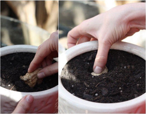 Cách trồng rau củ bằng thân gốc bỏ đi