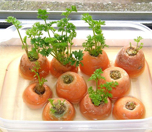 Cách trồng rau củ bằng thân gốc bỏ đi